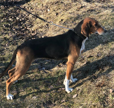 Månedens hund mai 2019. N J(D)CH Rg-Frida – NO32688/14 Finskstøverforeningen